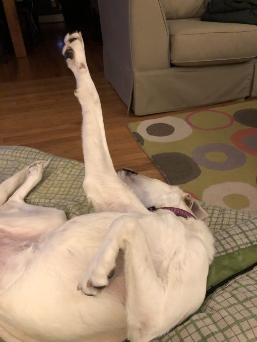 Casey, a yellow lab mix loves sleeping with her leg up in the air.